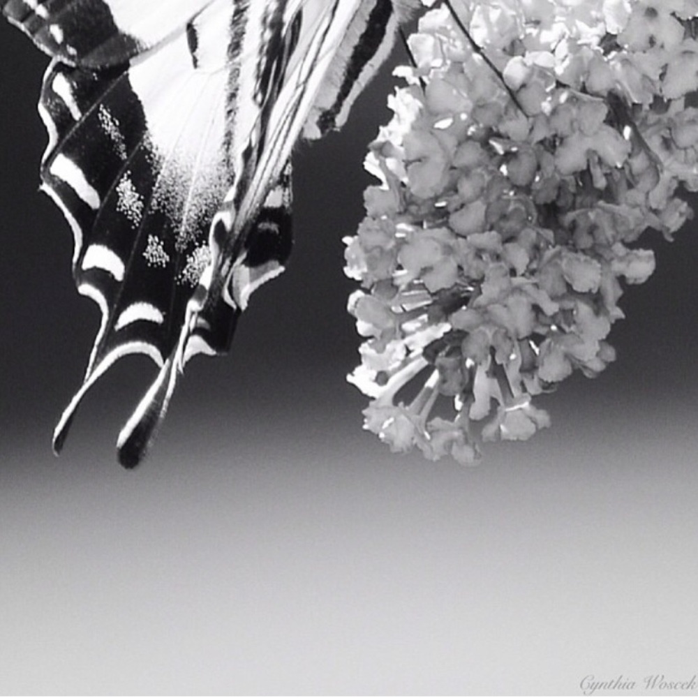 “Torrid Affair”. Original photography/art on canvas.